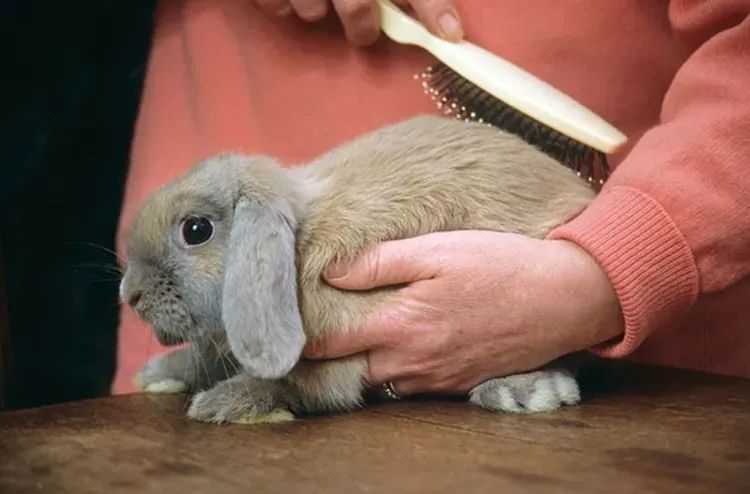 教你读懂兔子沉默的长耳朵也会说话几个信号轻松get