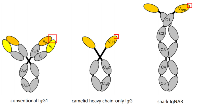 单域抗体的免疫原性