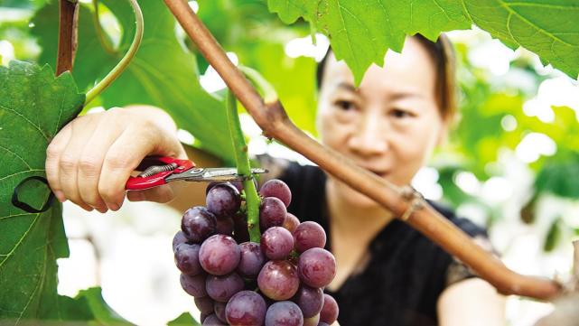 沪蓉高速沿线,旅游小镇火爆迎客