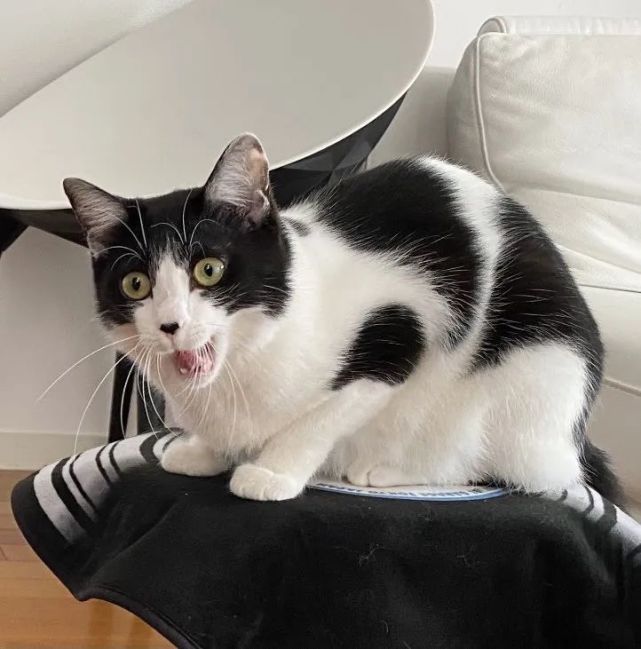 这只奶牛猫的表情简直有毒我笑到满地找头