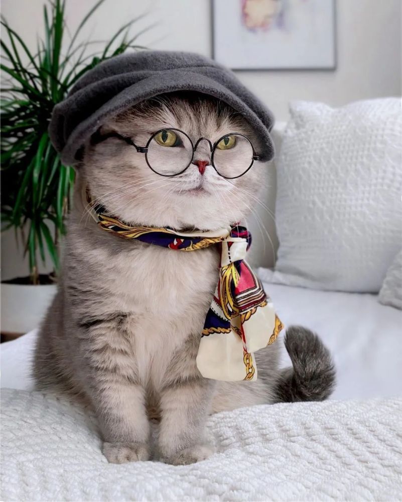 从流浪猫到坐拥17万粉丝每天换新衣服看完这只猫的日常后实名羡慕了
