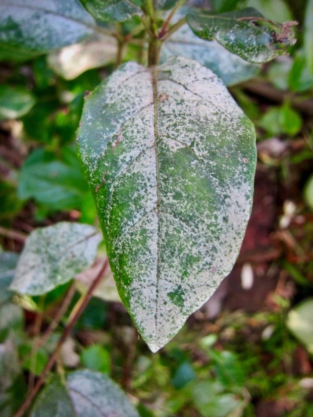 b  防治紫薇花树出现白粉病的方法,就是要在种植时做好追肥工作,提高