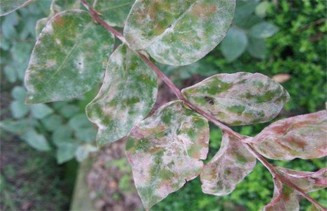 养紫薇花,遇到白粉病,煤污病,蚜虫病该怎么办?老师:建议喷药