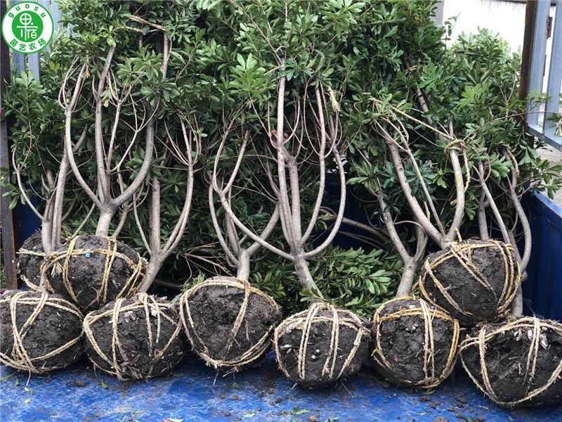 三年东魁杨梅苗