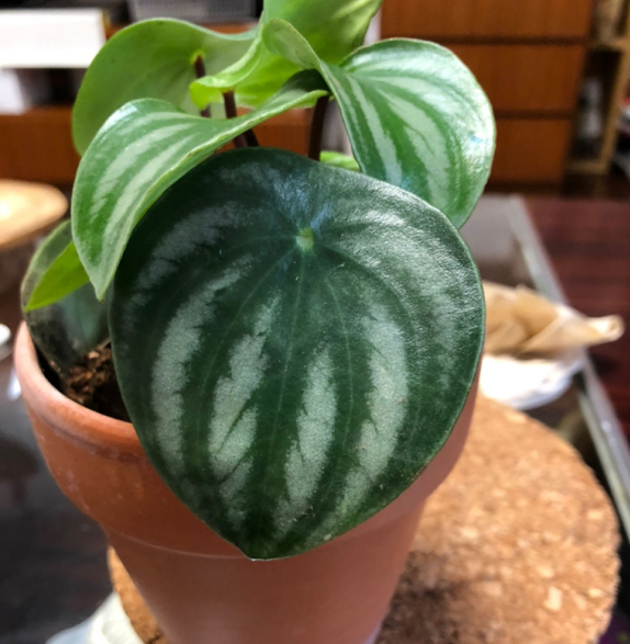 西瓜皮椒草暗淡无光掌握这5步养护家里也能赏西瓜