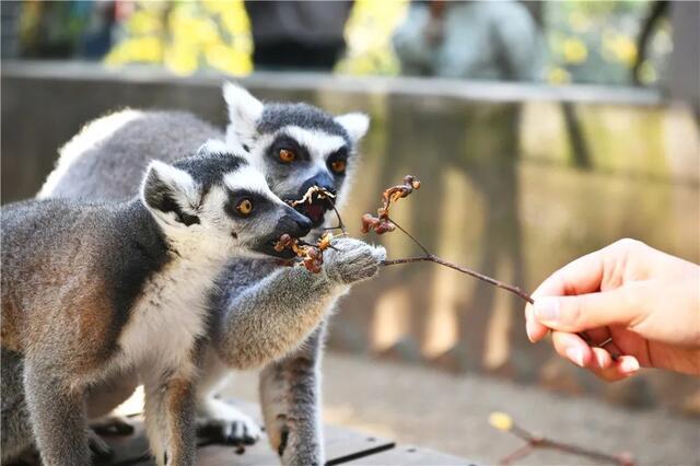 沙河大道半封閉施工期間!五龍客家風情園&贛州森林動物園正常營業!