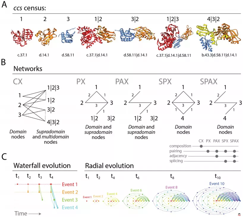 蛋白质结构域的组织网络演变