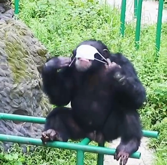 萌翻了大猩猩学饲养员戴口罩奈何脸太大戴不上啊