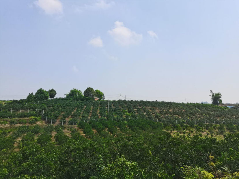 图为当地的橘子种植区  通讯员 陈杰摄