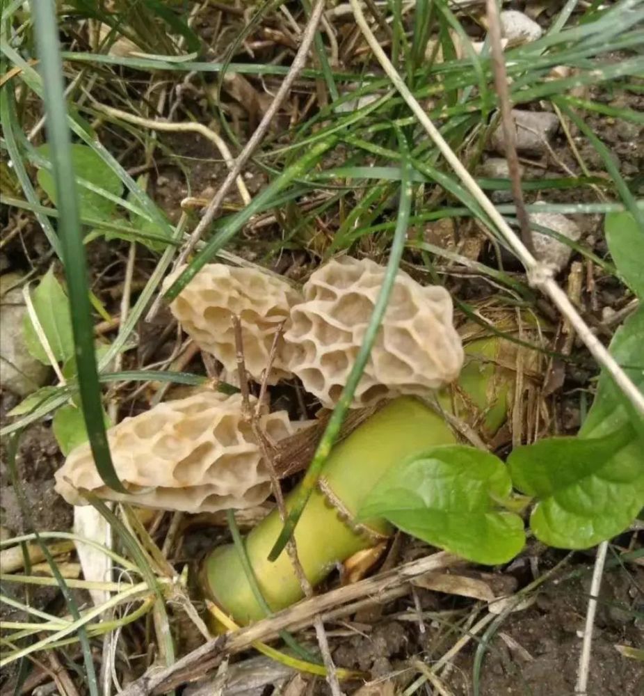 野生羊肚菌堪比冬虫夏草这一碗鲜气要溢出屏幕了