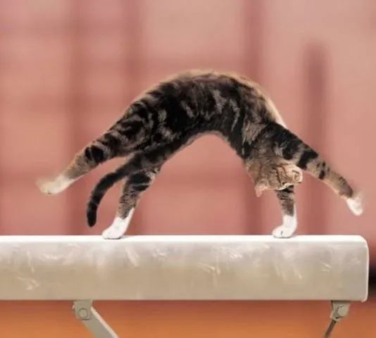 如果猫咪参加奥运会可以拿几块金牌