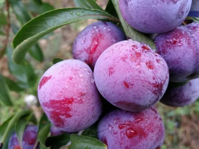 约起来旺苍这里的脆红李沙梨熟了