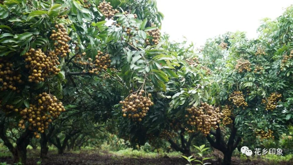 果树是1998年开始种植,当时整个龙眼荔枝发展势头比较猛.