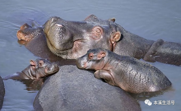 "河马先生"亮相本溪市动植物园