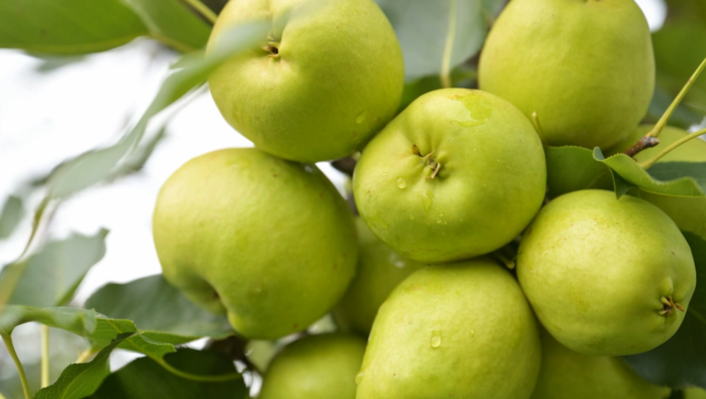 早酥梨是麦地湾梨早熟梨品种,从6月份中下旬就开始陆续成熟,适应生长