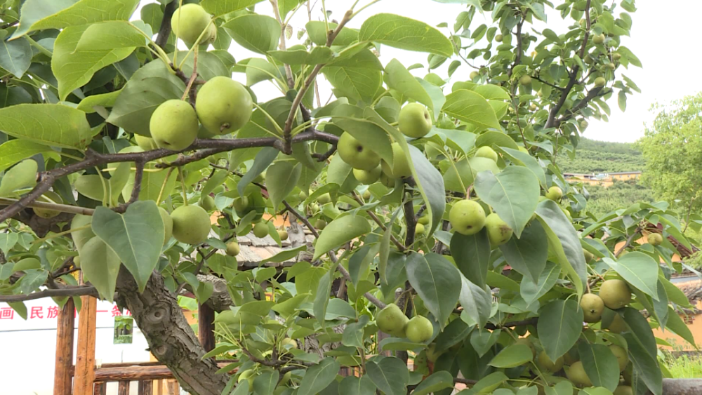 从树上到线上,云龙麦地湾早酥梨插上电商翅膀"飞"出大山_腾讯新闻