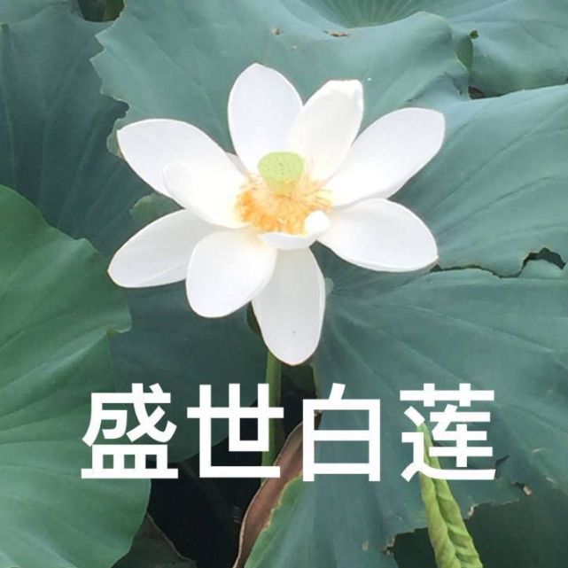 莲花表情包清心寡欲
