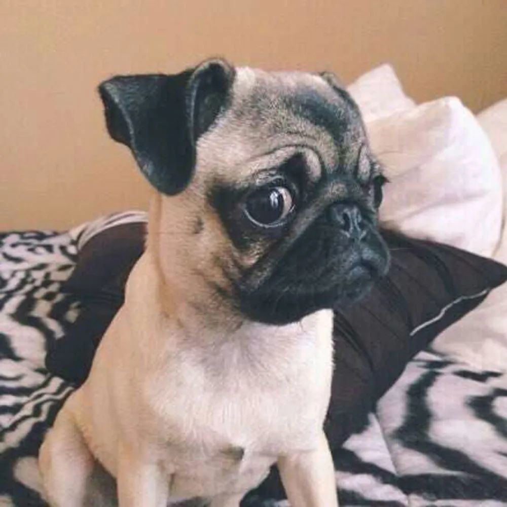 家里有一只臭狗子,萌宠头像,狗狗头像