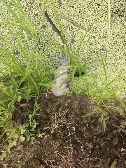 而鳝鱼在6月份到8月份的时候,正是抱卵繁殖的高峰期,而开头讲的文明