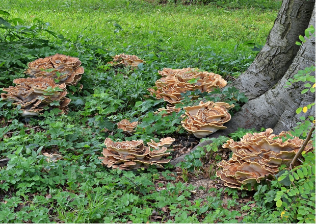 荒野维生野菜系列——巨多孔菌