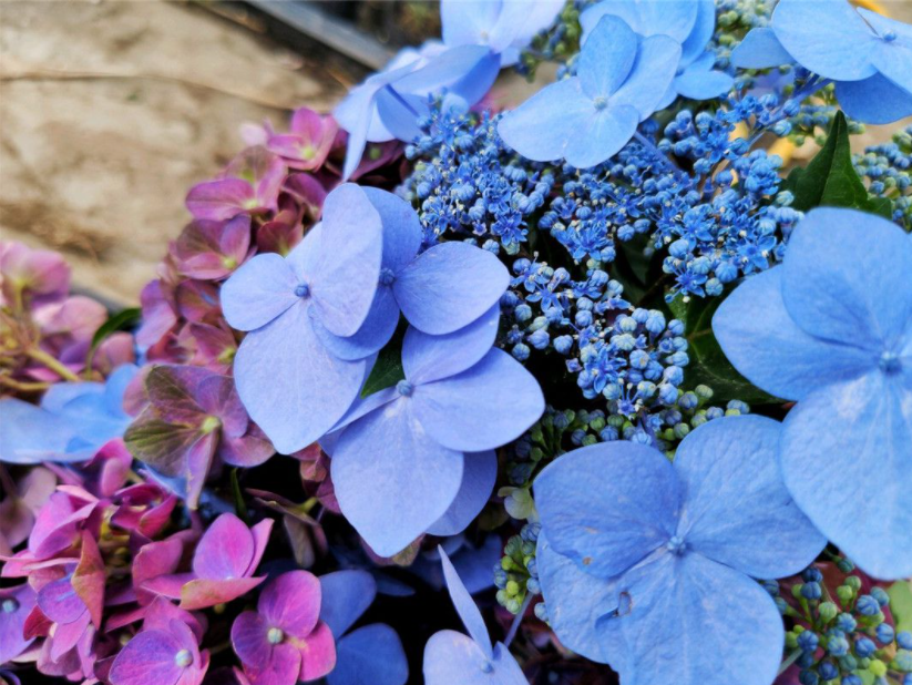 无尽夏怎么调蓝色别只会灌白醋了加上1种铝元素见效快