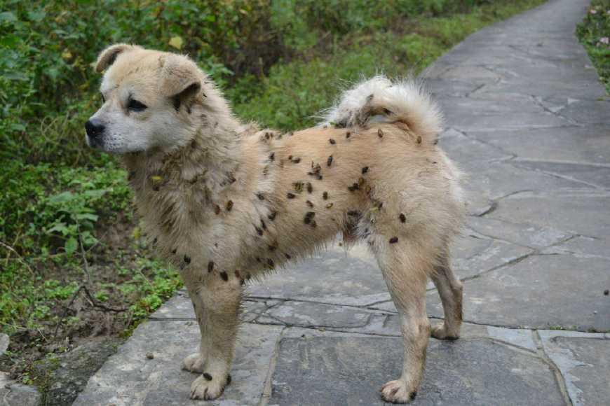 路边常见的苍耳,年轻人们称为"烦人刺球",老人说道是珍贵本草_腾讯