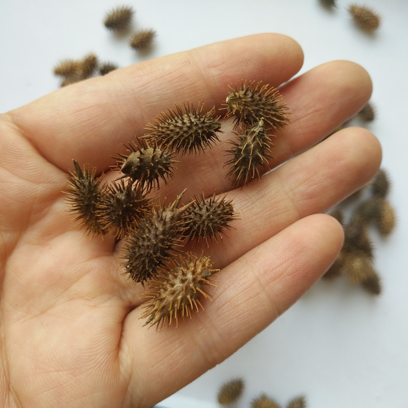 路边常见的苍耳,年轻人们称为"烦人刺球",老人说道是珍贵本草_腾讯