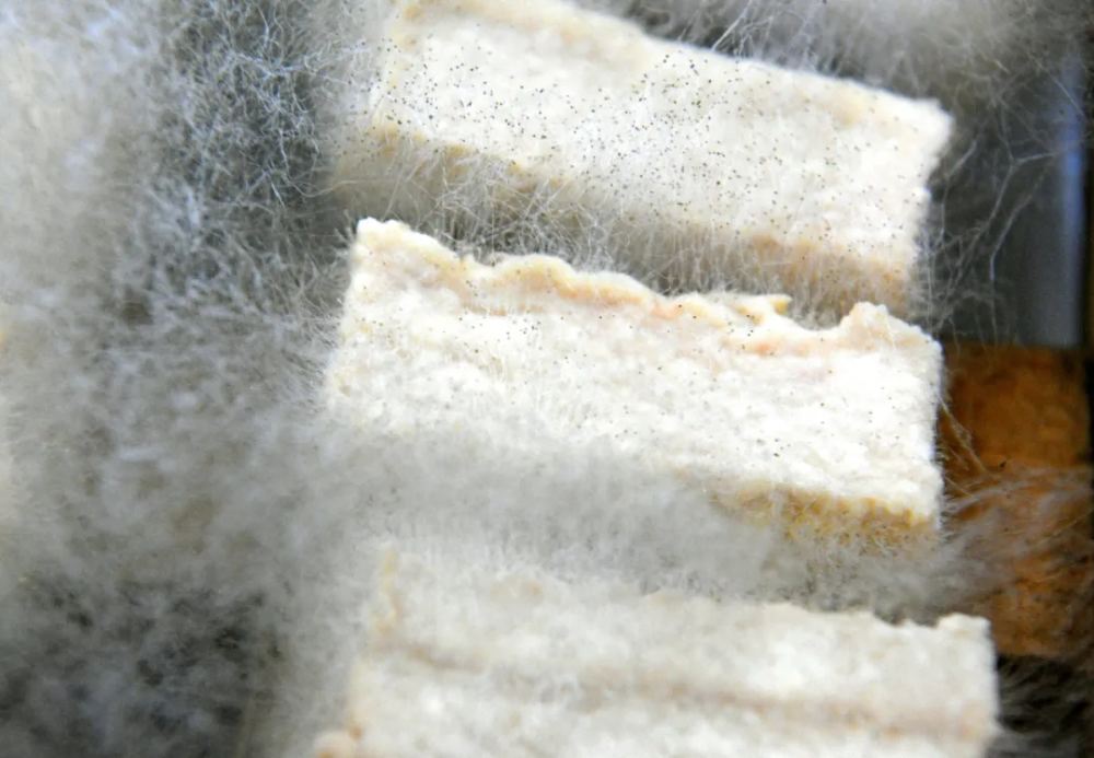 中国最奇葩的豆腐,头发竟然比社畜还多?