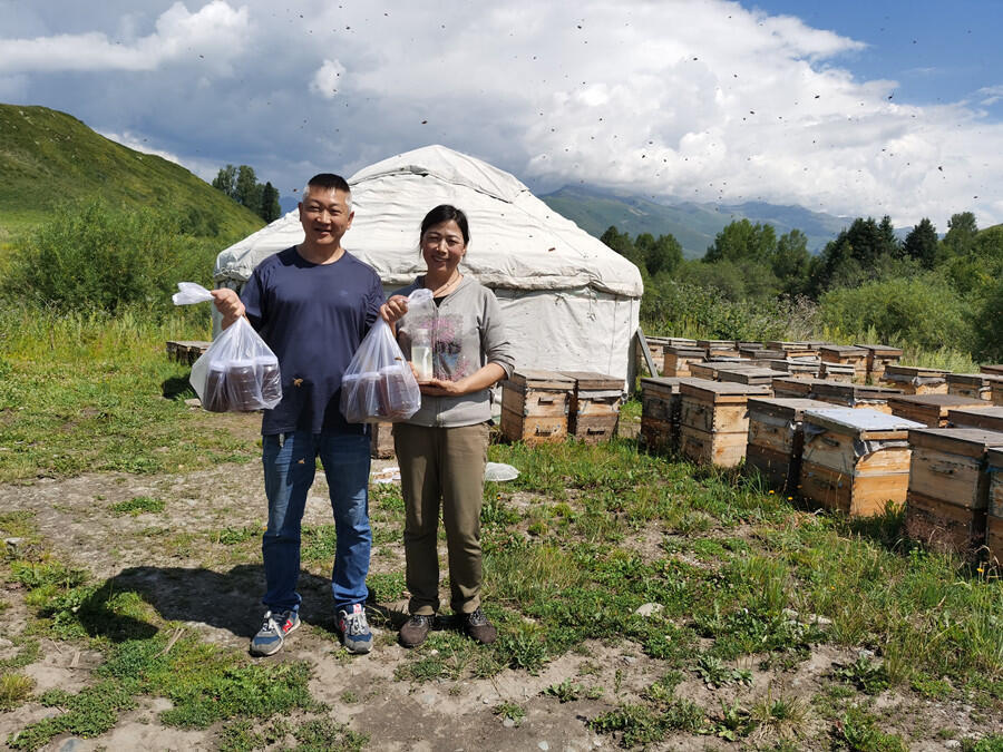 禾木村的甜蜜事业养蜂女的甜蜜生活