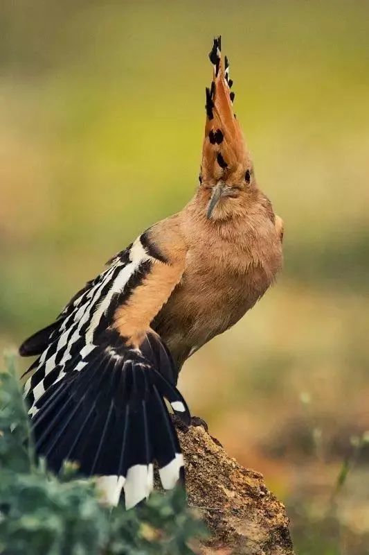 戴胜鸟图片大全