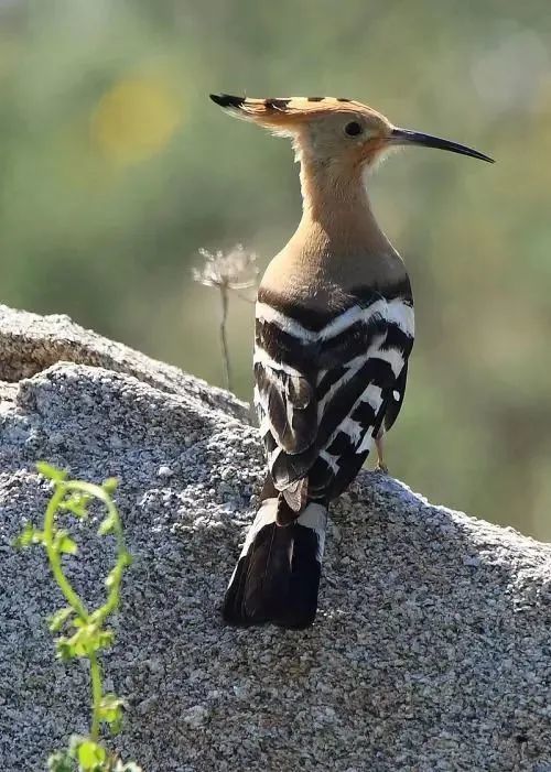 戴胜鸟图片大全
