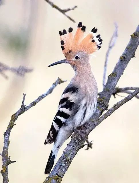 戴胜鸟图片大全_腾讯新闻