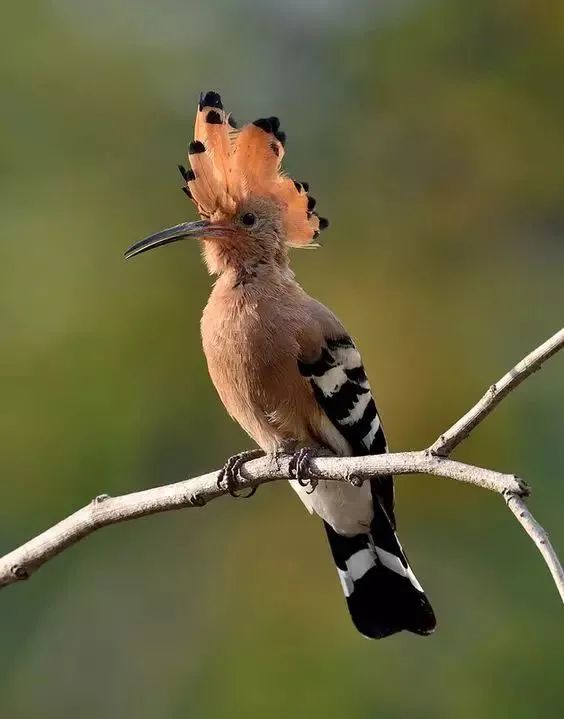 戴胜鸟图片大全_腾讯新闻
