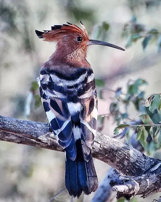 戴胜鸟图片大全
