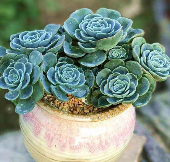 5种多肉植物 被称为 夏必死 新手小白别乱买 腾讯新闻