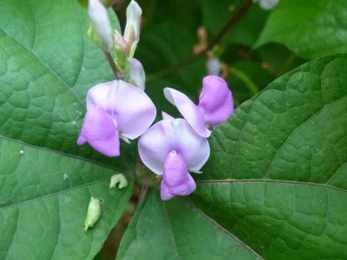 這些花不僅好看還功效多多夏天更是有妙用