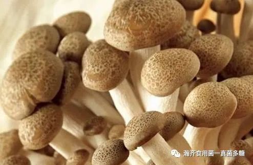 29種食用菌對症選擇你吃對了嗎