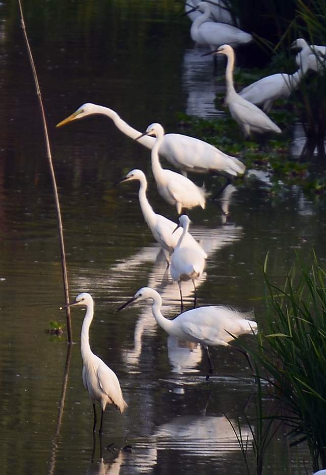 黄嘴白鹭国家ii级保护动物亮相鄂州