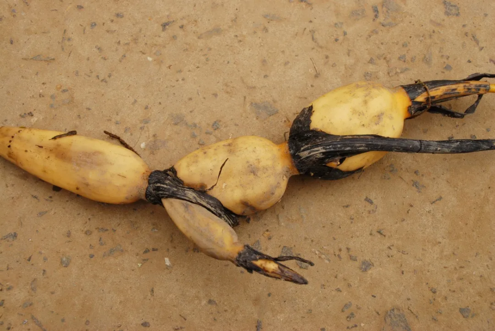 花大艳丽,具香气,是重要的水生花卉和佛教植物,现园艺品种繁多;藕可蔬