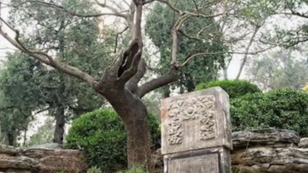 吊死崇祯皇帝的"歪脖子树",300多年过去了,如今还在吗?