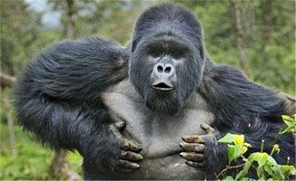 金刚里的银背大猩猩所向披靡现实中却被狮子老虎轻松撂倒