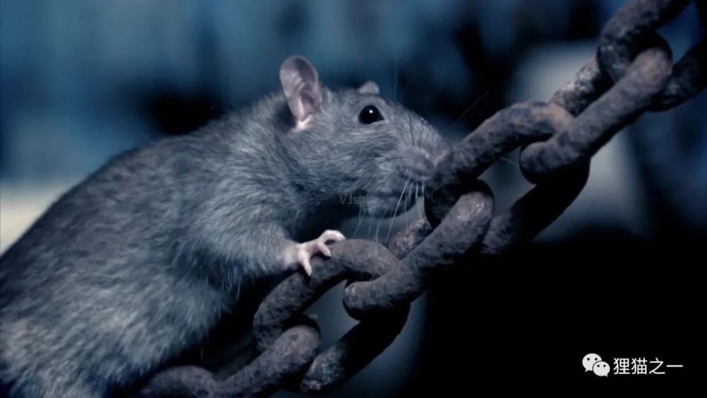 英国妇人散步遭近百只老鼠疯狂啃咬为何伦敦的老鼠多且恐怖