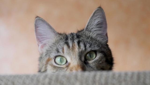 引起猫耳朵异味的疾病与原因|猫耳朵|猫咪