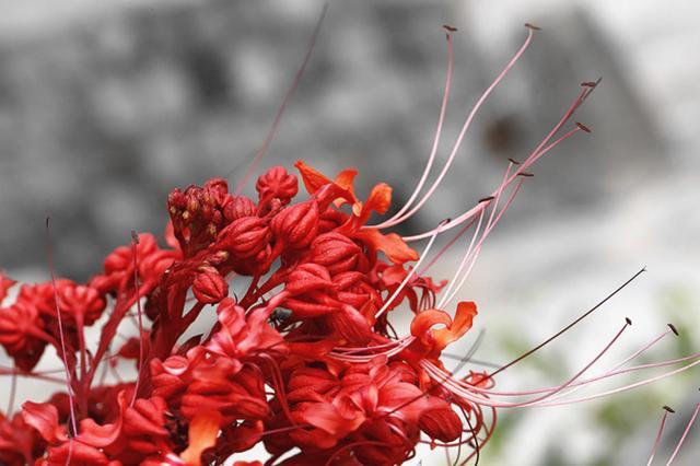 5天后,红鸾突现,沦陷其中,旧爱传讯,沉醉甜蜜,一世相随