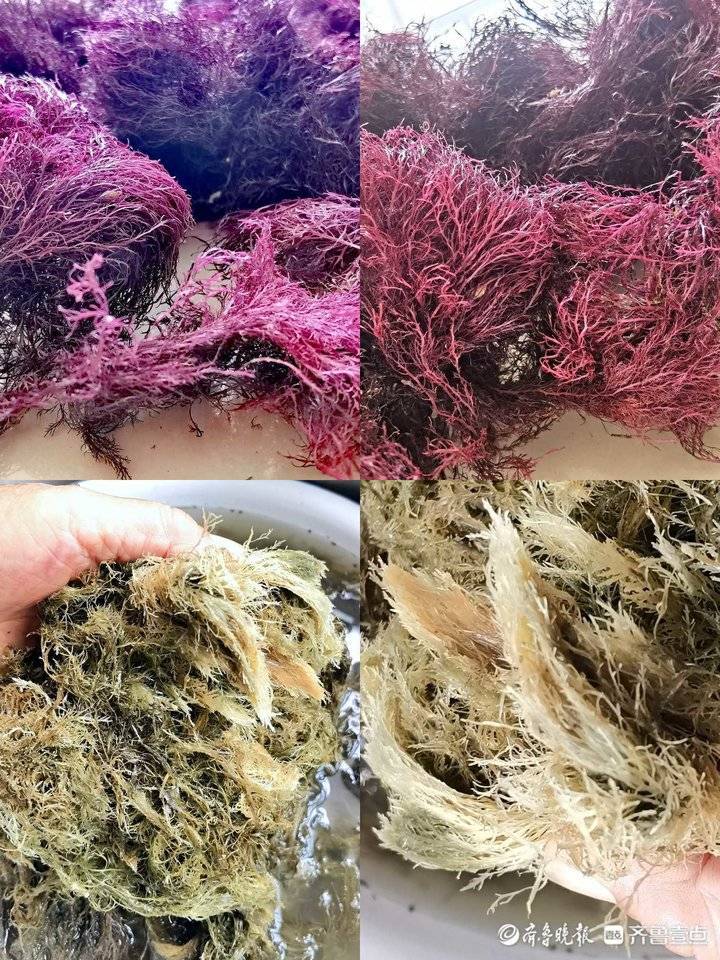 自制沙根粉,鲜嫩爽滑享受果冻般的美味_腾讯新闻