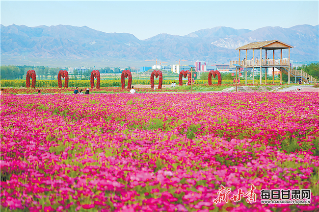 图片新闻山丹县如意花海各种花卉竞相怒放