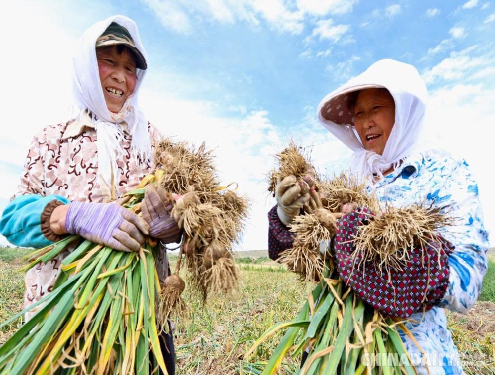紫皮大蒜喜获丰收 农民丰登喜气洋洋