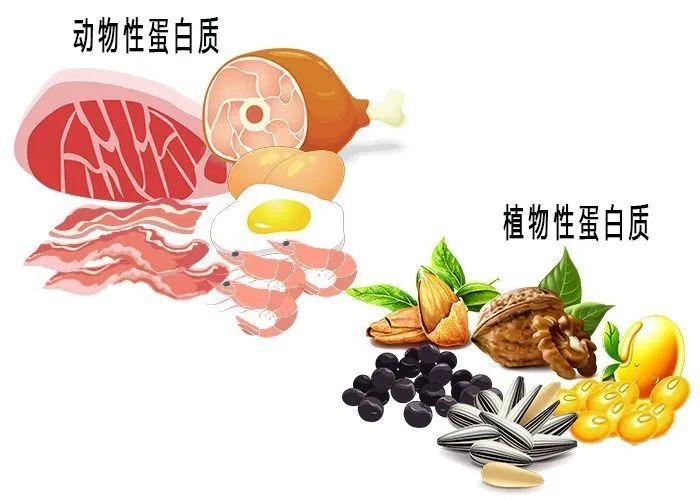 特醫食品的配方設計蛋白質的篩選