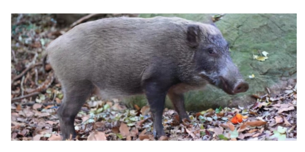 日本路上出现大量变异猪个子竟长到2米与家猪杂交会怎样