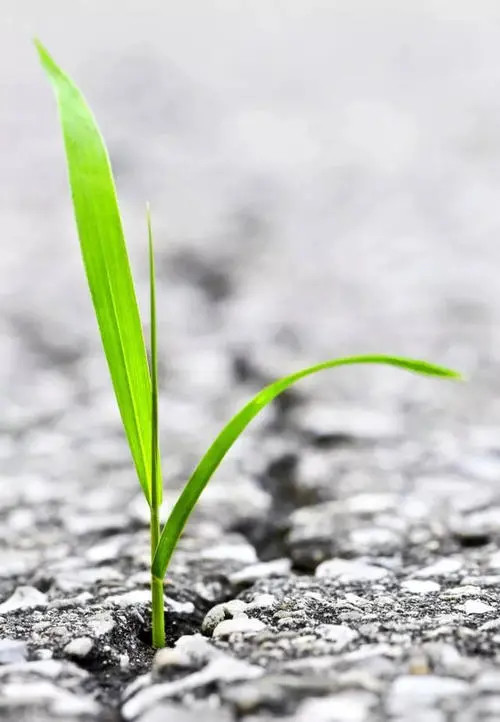 古体诗二首《小草,东北人家》